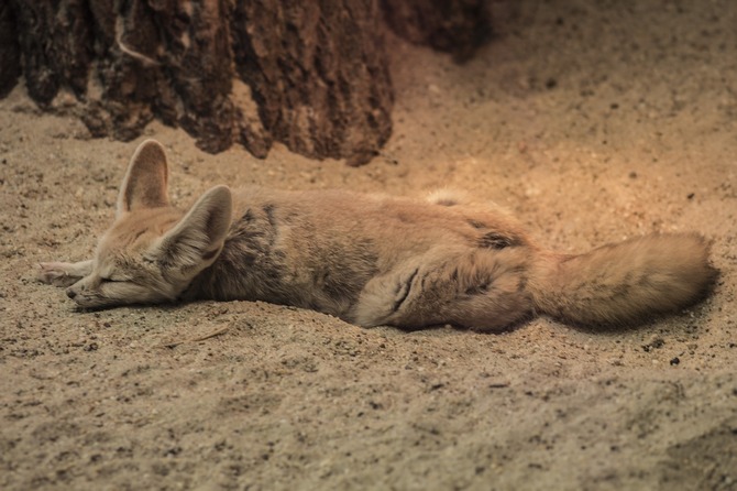 fennec fox sleep