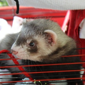 10 Best Ferret Cages In 19 Buying Guide Pet Comments