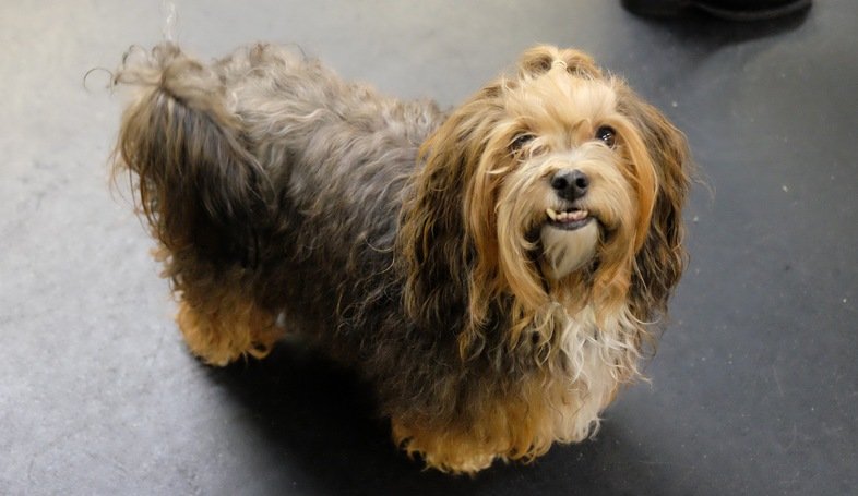 Top 13 long haired dog breeds will make you envy them 