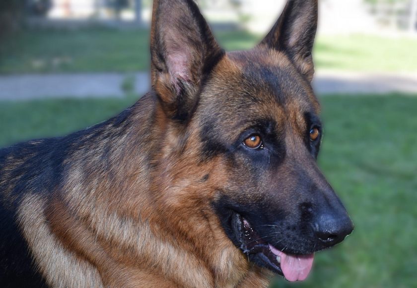 German Shepherd