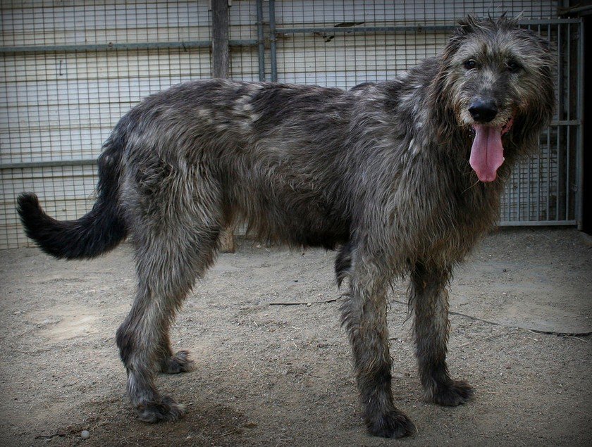 Irish Wolfhound