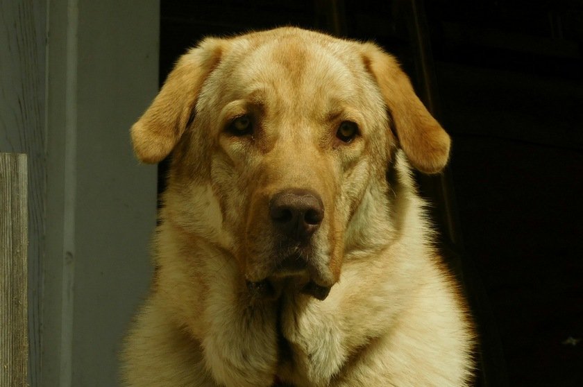 Kangal