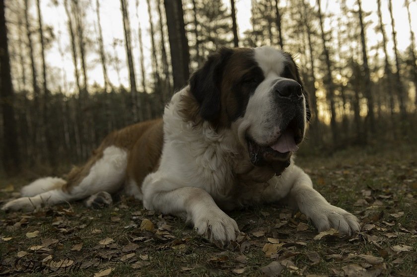 St Bernard