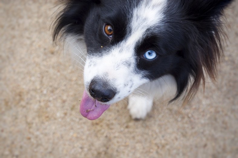 19-dogs-with-two-different-eye-colors-dogs-dog-eyes-cute-dogs-and