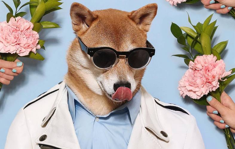 Dapper The Shiba