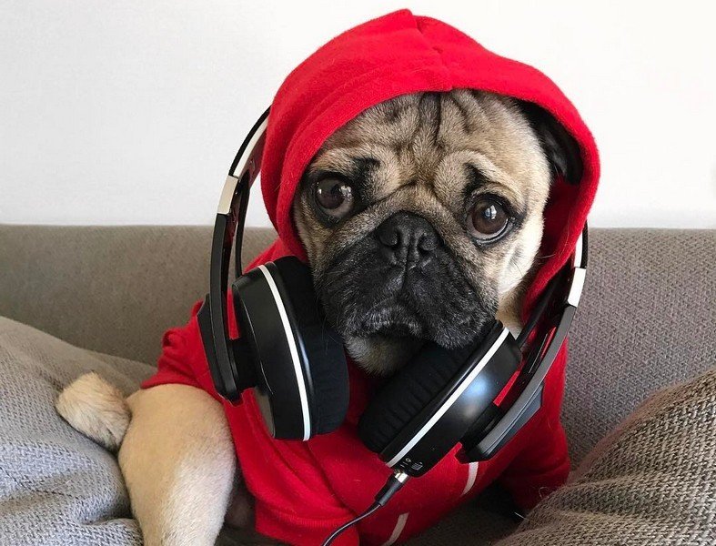 Doug The Pug