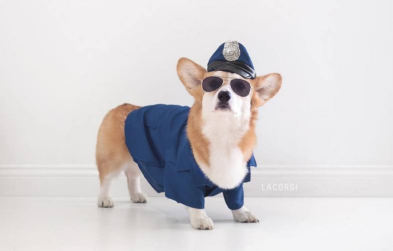 Lacorgi The Corgi