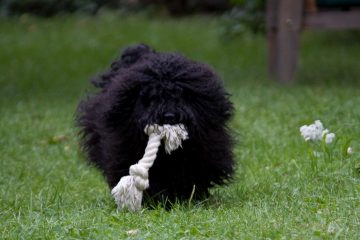 Puli dog