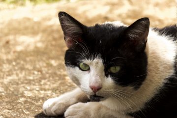Worms In Cats