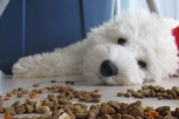 Low Protein Dog Foods