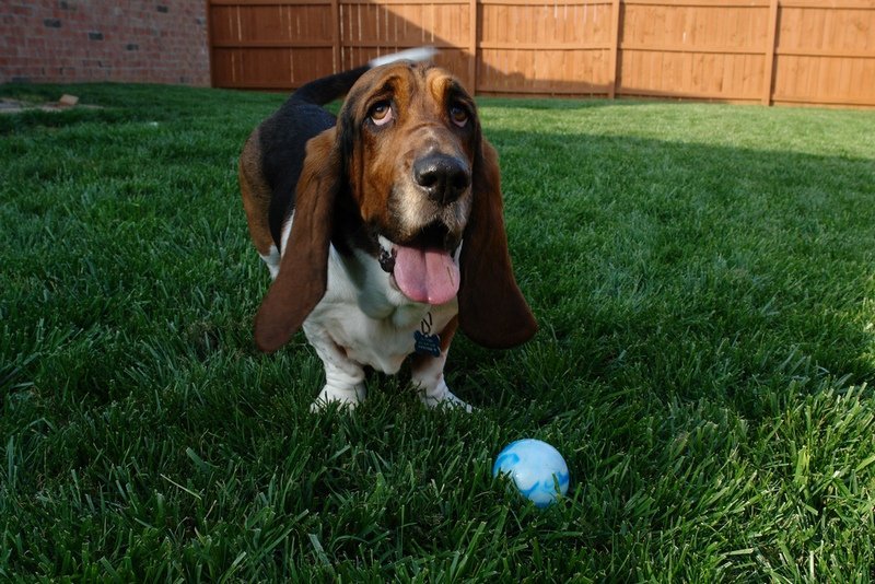 7 Best Dog Breeds For Men Pet Comments