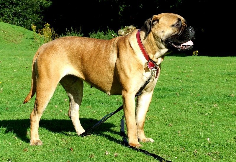 Top 15 Biggest Dogs In The World Pet Comments