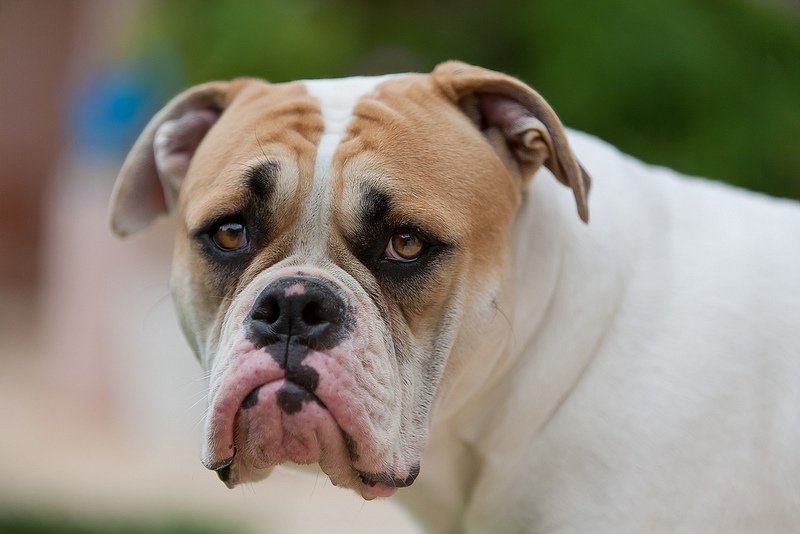 Top 10 Most Dangerous Dog Breeds Pet Comments