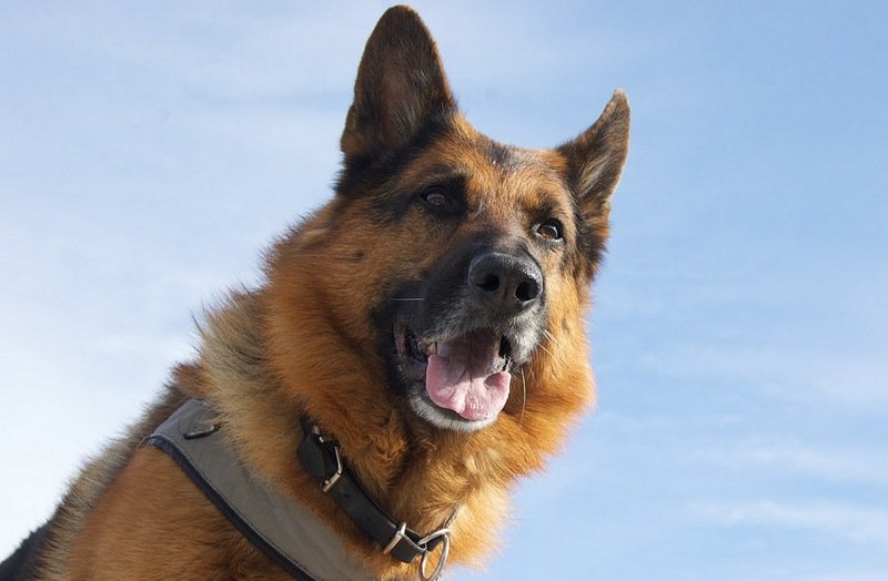 Top 10 Most Dangerous Dog Breeds Pet Comments