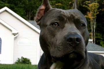 Pit Bull