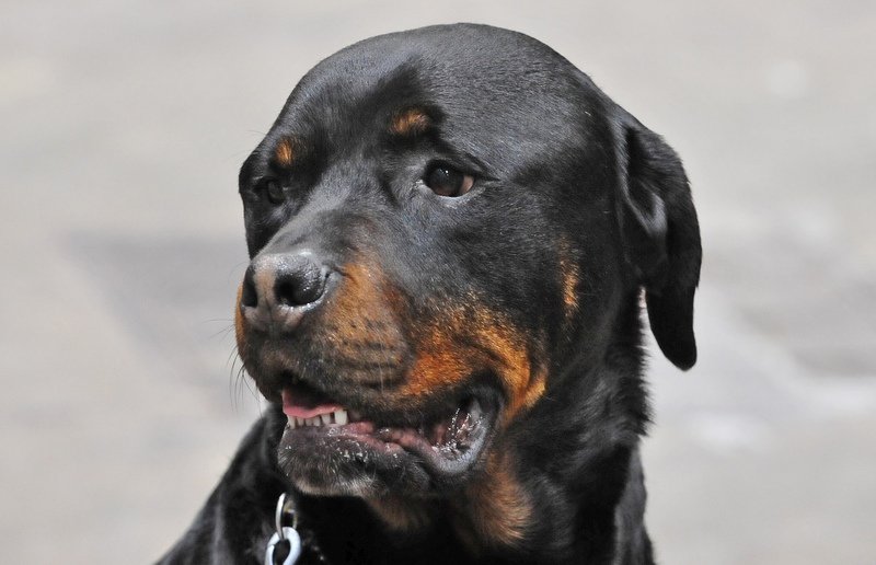 Top 10 Most Dangerous Dog Breeds | Pet Comments