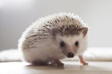 hedgehog