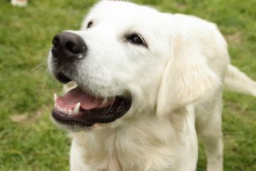 How to keep a dog from barking