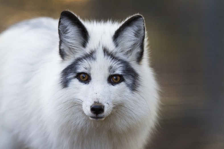 canadian marble fox plush