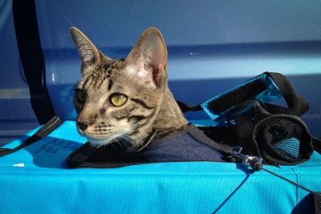 cats backpack
