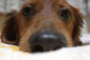 Foods to Avoid For Dogs with Kidney Disease