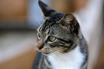clumping cat litters