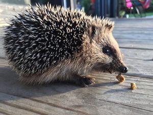 what food is best for a hedgehog